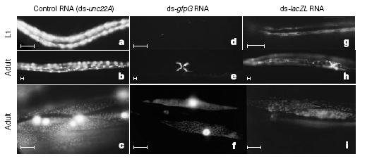 Embryo injected with dsrna Nematode after injection of unrelated dsrna Nematode