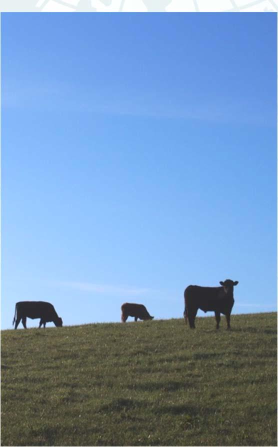 Challenges for the European beef industry Beef