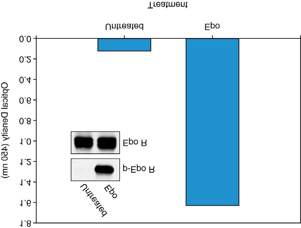 LIGAND-INDUCED PHOSPHORYLATION Figure 2: The Human Phospho-Epo R DuoSet IC ELISA detects ligand-induced Epo R tyrosine phosphorylation.