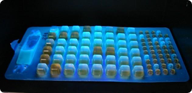 32 E.coli- Blue Fluorescence-