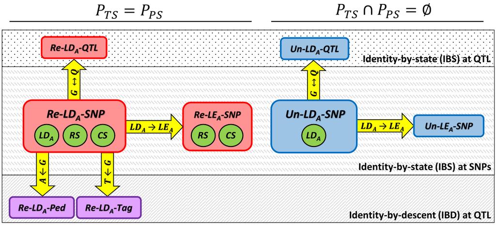 Training set and prediction set were either related ( Re -scenarios) or unrelated ( Un -scenarios). The arrows represent the changes made between scenarios, e.g., removal of ancestral LD between QTL and SNPs (LD A LE A) or replacing the relationship matrix (G Q).