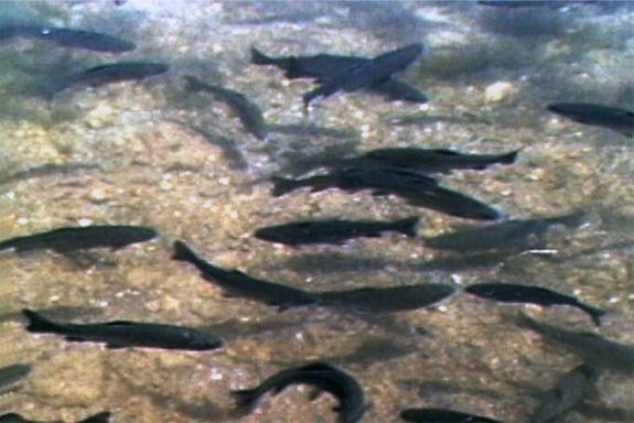 Geothermal Mammoth Lakes Fish Hatchery uses geothermal heat to help