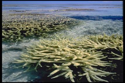 years Key findings recognised as one of the world's best managed reefs