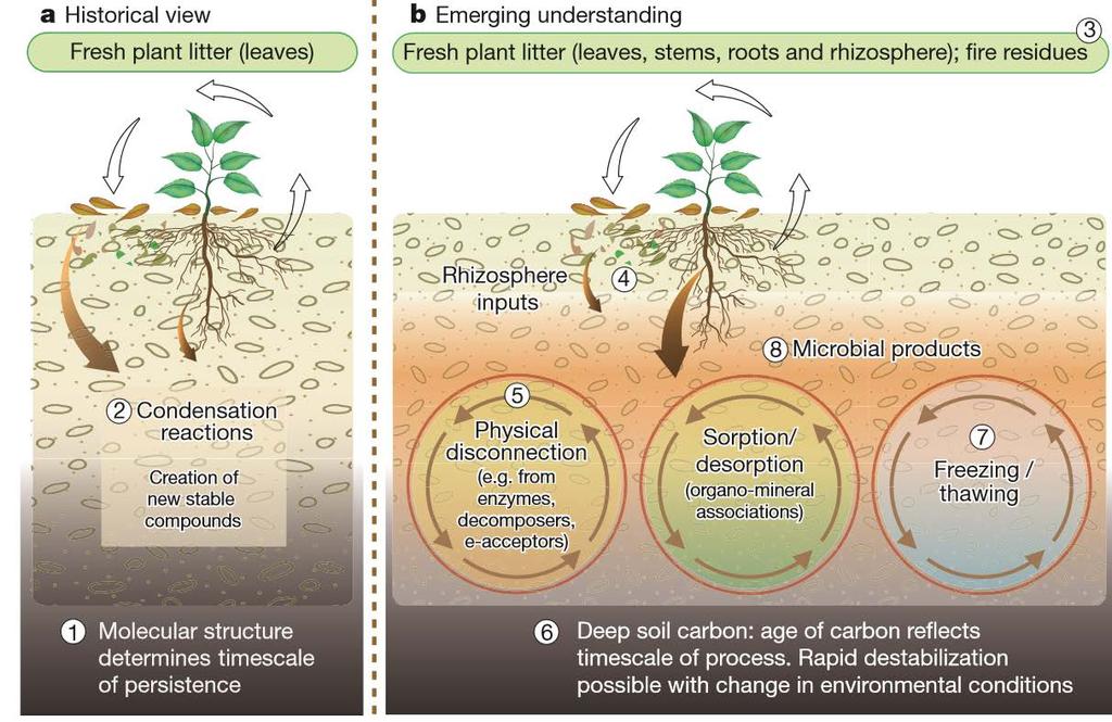 The latest on Soil Carbon Cycle on OM build up Roots (exudates and roots) build SOM Researchers support that they are the most important for building up