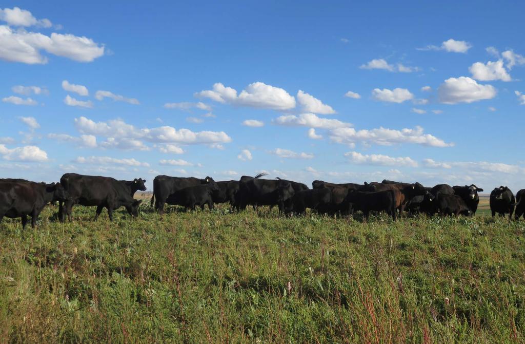 Cody s Herd 38 cow/ calf pairs 6 yearling Heifers 2 Bulls Moving distance: 6 miles Comments: Cows concentrated first on the collards and left the hairy vetch till the end.
