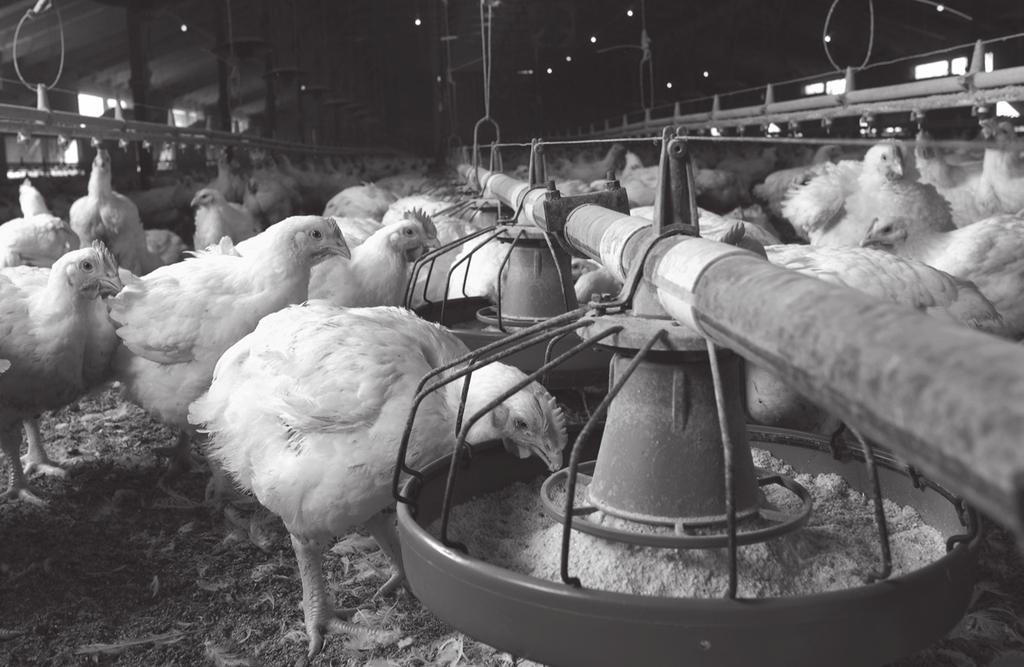 10 5 The photograph shows an intensive poultry-rearing system. (a) State three ways in which disease could spread between these birds.