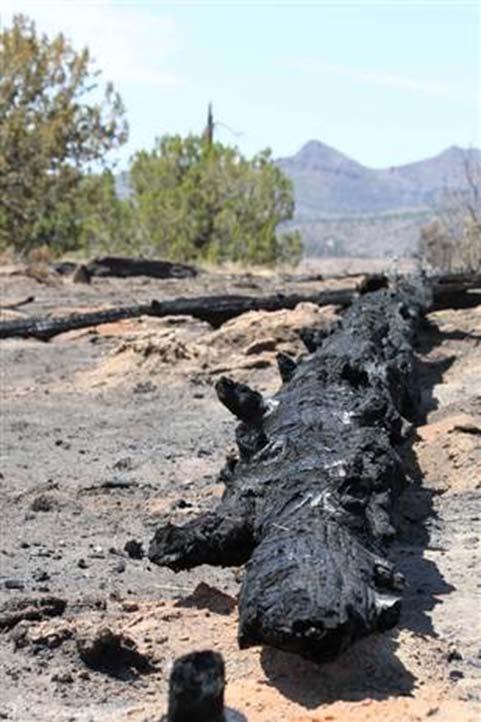 Using biochar on forest sites Char is common in fire-adapted ecosystems Fire suppression decreases charcoal