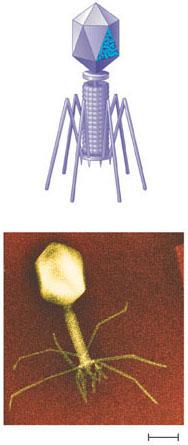 2 µm Structure of Viruses Viruses are very small infectious particles consisting of nucleic acid enclosed in a protein coat and, in some cases, a membranous envelope.