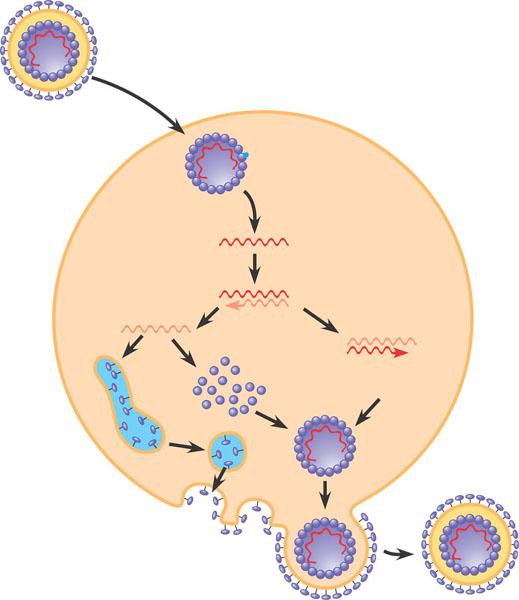 Viral Envelopes Many animal viruses have a membranous envelope Viral glyco on the envelope bind to specific receptor molecules on the surface of a host Retroviruses, such as HIV, The