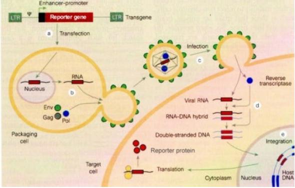 such as HIV, use the enzyme reverse transcriptase to copy their genome into, which can then be integrated into the host genome as a provirus 1 The virus fuses with the s plasma membrane.