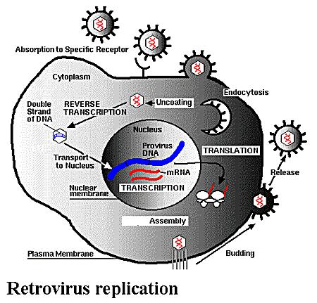 Retrovirus Family Single Strand (+) virus Contains 2 copies Can infect non-dividing s Contains regulatory Latent or active viral states Spread by blood and other bodily fluids Long lived virus