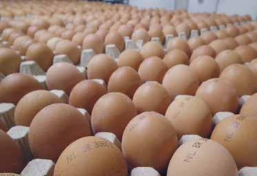 Egg Handling Every hatchery aims to fully utilize the hatching potential of the eggs that enter its facility.