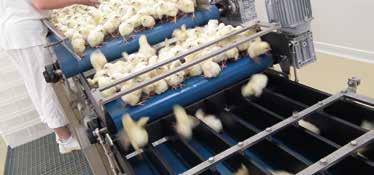 Chick processing When processing day old chicks, many important factors need to be taken in to account to maintain chick quality.