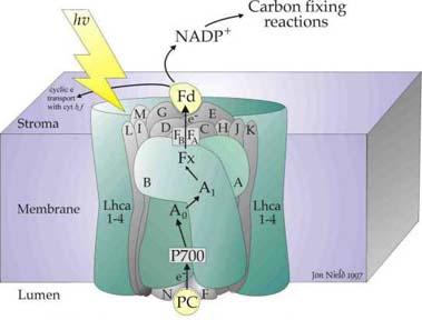 Photosynthesis Next slide Plants convert solar energy into chemical energy (here glucose, a