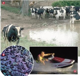 Two Types of Sources Nonpoint-source Pollution: pollution from many different sources; hard to identify Oil on street Livestock polluting water holes Boats Lawn chemicals Which type is more difficult