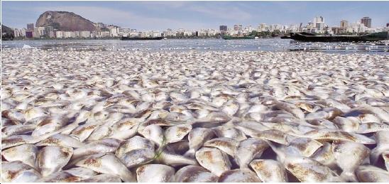 Massive Fish Kill Groundwater Pollution