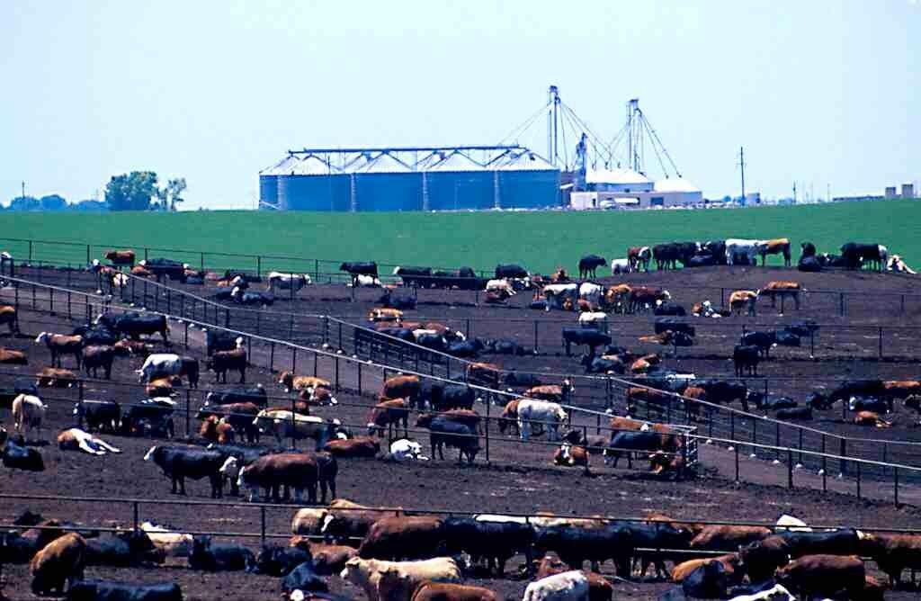 Domestic animal waste People don t pick up after their pets. Manure from feedlots.