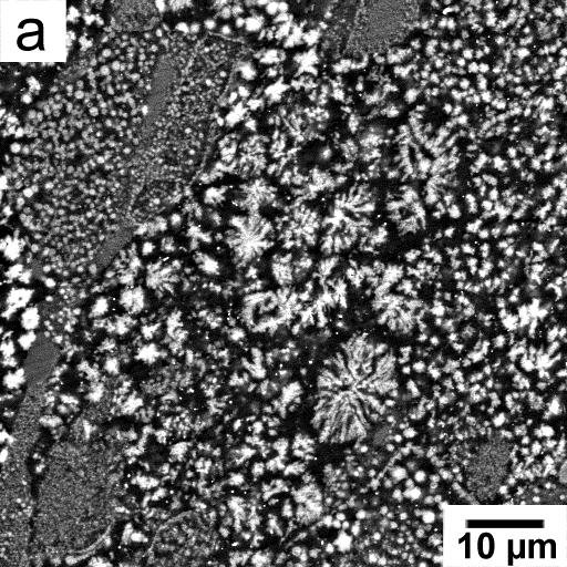 initial powder particles, forming heterogeneous grain structure. The high pressure affects the shape of the grains which became elongated in one direction.