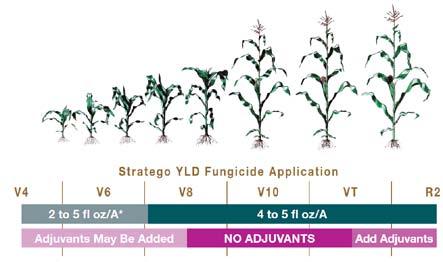 Decision to Employ Foliar Fungicides Can Be Based on Scouting Fields!