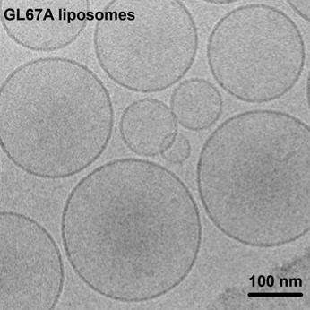 Synthetic DNA and Liposomes No viral proteins Minimise immune