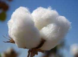 Cotton Plant Seed Cotton Cotton Stalk Lint eed