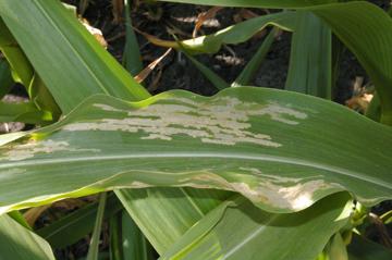 Expect to see this disease on susceptible varieties in areas that received hail. Northern corn leaf blight and gray leaf spot photos can be found on the internet.