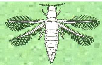 Life cycle of Thrips-
