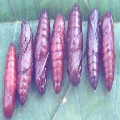 with brick red abdomen Pupal