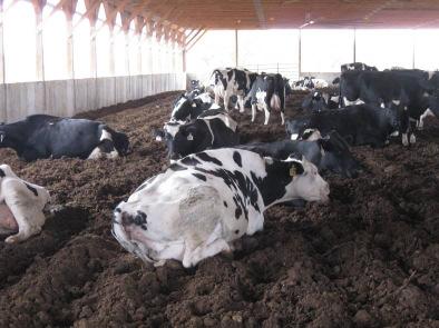 Success for the dairyman is based on both: the management of the bed and the interaction of the bed and