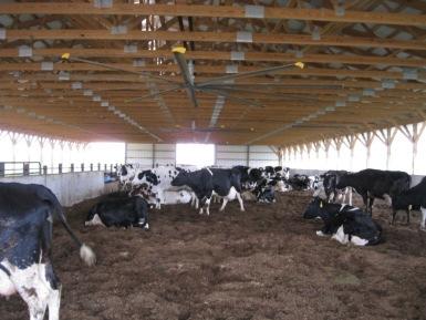 dimensions account for feed and water space Provide cow access along the long side of the barn to feed