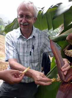 Breeding superior banana/ plantain hybrids Jim Lorenzen (j.lorenzen@cgiar.org) Banana (the term includes plantain in this article, Musa species), is a major staple crop in Africa.