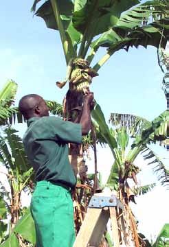 Manual pollination of banana flowers. Photo by IITA. sequentially each day, so each floral bunch is pollinated daily for a week.