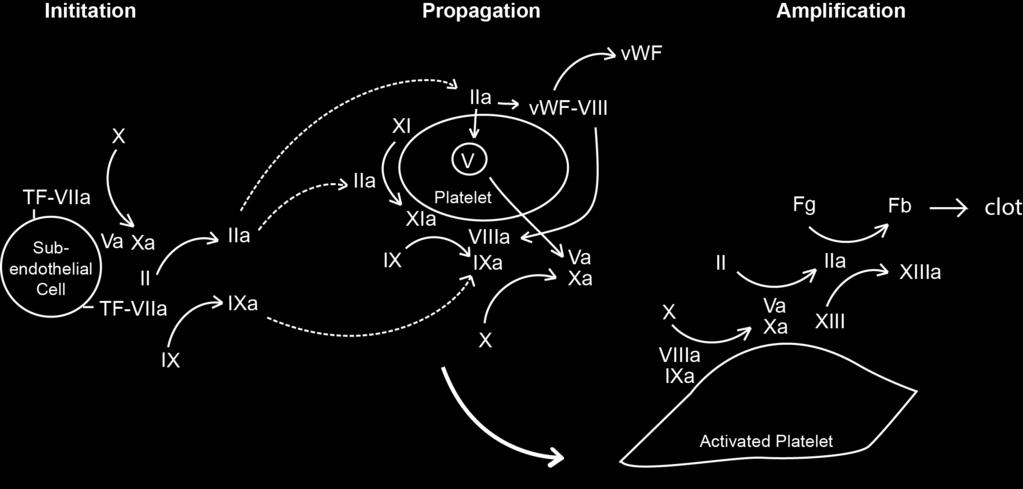 Figure 2. Cell-Based Model of Coagulation. This model depicts the involvement of cells in the initiation, propagation, and amplification of coagulation.