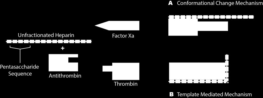 Figure 3. Conformational Change and Template Mediated Mechanism of Antithrombin.