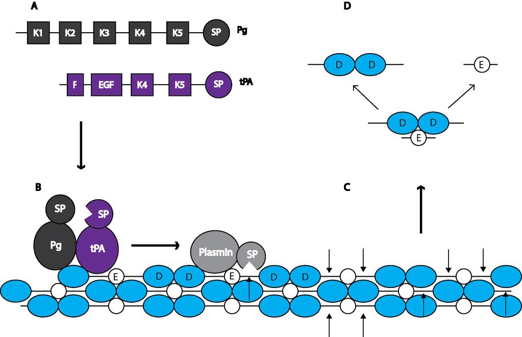Figure 5. Structures of Plasminogen & tpa and Mechanism of Fibrin Degradation by Plasmin.