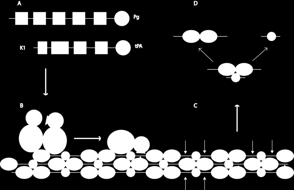(B) Activation of plasminogen to plasmin by tpa via formation of ternary complex.