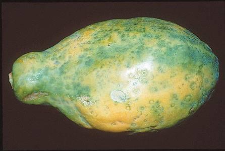 Papaya infected with papaya ringspot virus 1992: 1995: 1950s- Virus Production Oahu is crop discovered destroyed plummets by in PRSV Hawaii THis papaya infected with papaya ringspot virus.