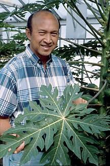 Dennis Gonsalves engineers papaya for resistance Kapoho Field trial 1995 Steve Ferreira Dennis Gonsalves, a local Hawaiin, is the hero in this story.