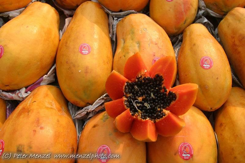GE Papaya saved Hawaiian Papaya Farms Occurrence of PRSV drastically decreased; benefits