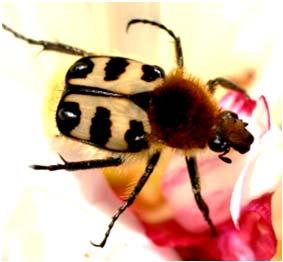 Beetle Rhagium inquisitor