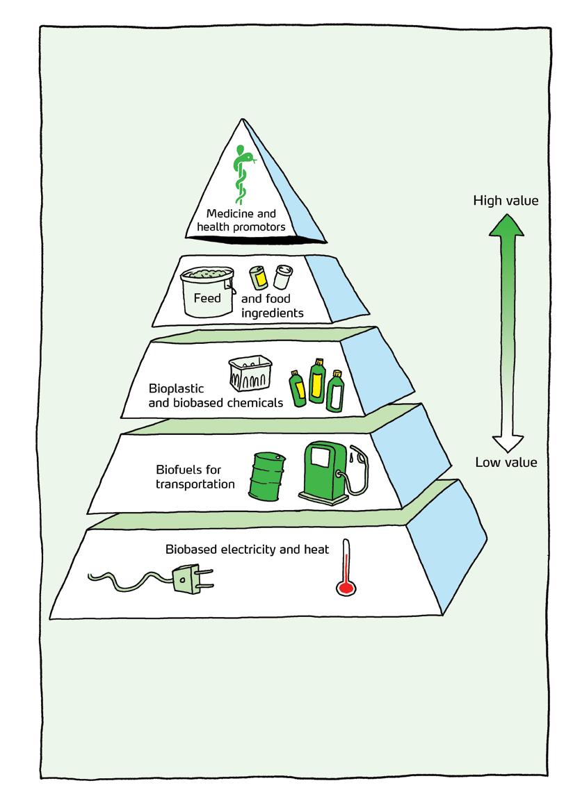 The Pyramid of Value illustrates the many opportunities we have to create value from the biomass. We gain the lowest value if we burn biomass to produce electricity and heat.