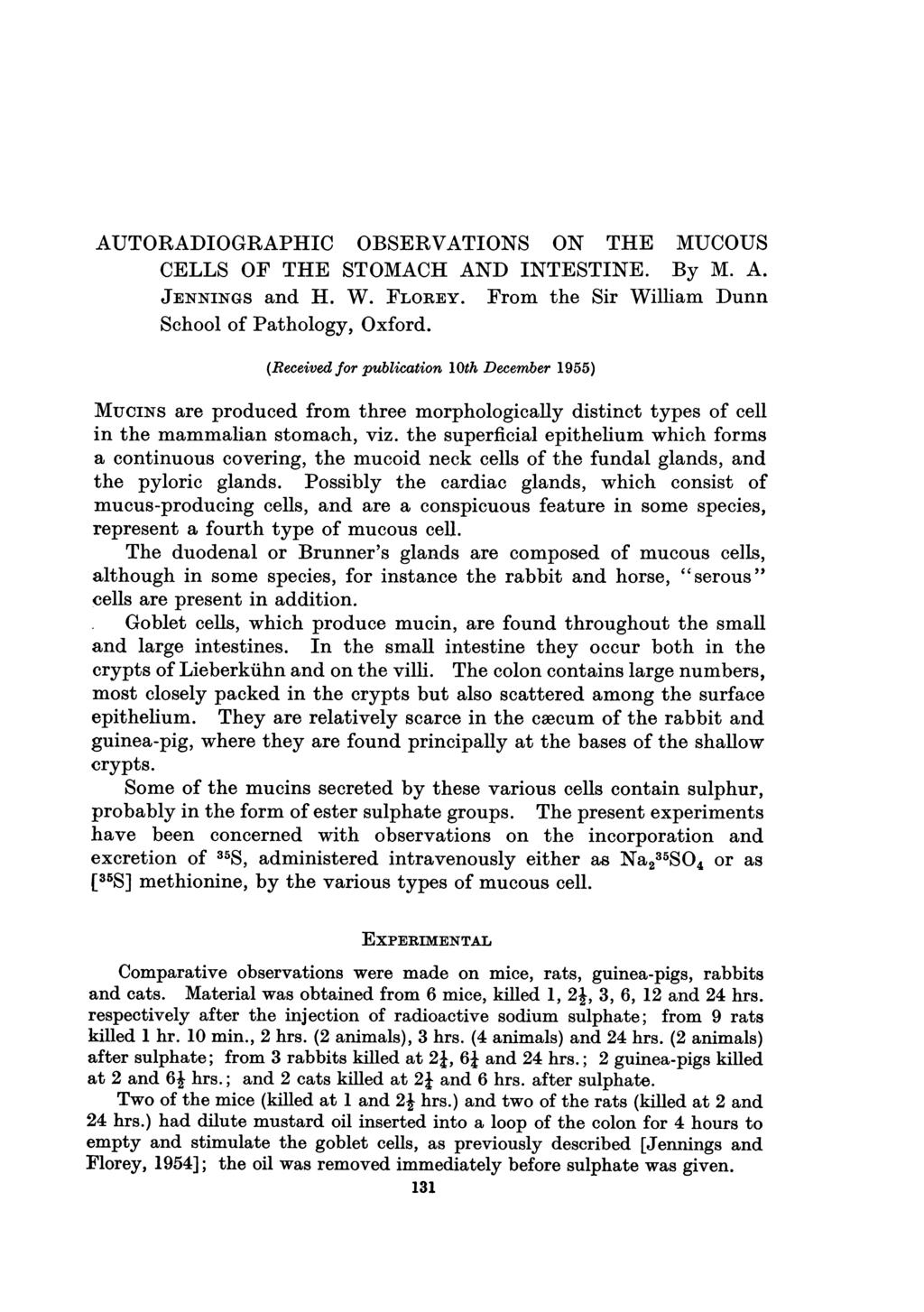 AUTORADIOGRAPHIC OBSERVATIONS ON THE MUCOUS CELLS OF THE STOMACH AND INTESTINE. By M. A. JENNINGS and H. W. FLOREY. From the Sir William Dunn School of Pathology, Oxford.