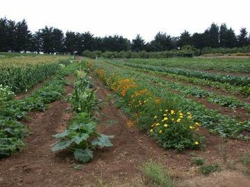 Food Systems Scales The Local Tremendous interest New England leads in direct to consumer