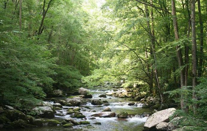 Our forests are diverse and interconnected. Heallthy forests lead to healthy watersheds and healthy water for everyone. PHOTO BY CHRIS EVANS CONTENTS 3. 5.