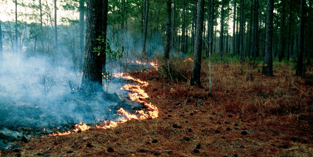Management Strategies To Minimize Forest Threats Revenue producing actions like thinning or low intensity prescribed fire promotes forest health as shown here. PHOTO BY DAVID J.
