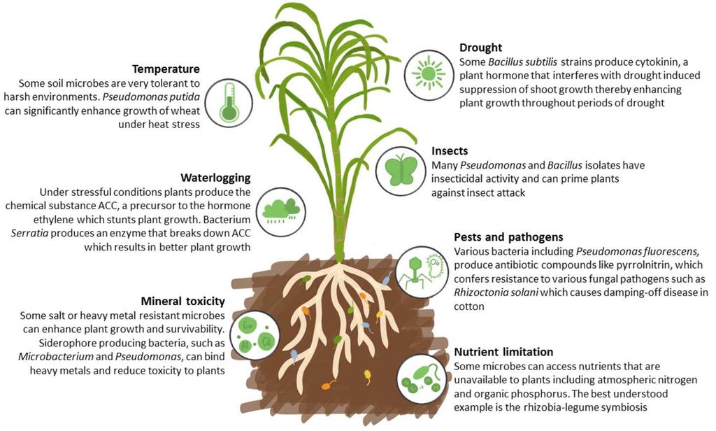 Soil Health and Biologicals http://theconversation.