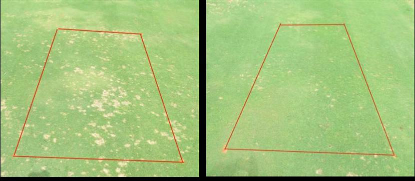 CULTURAL MANAGEMENT AND DISEASE CONTROL ON GOLF COURSES Paul Vincelli 1 Turfgrass diseases can create many headaches for golf course superintendents, and it is tempting to rely on magic bullet