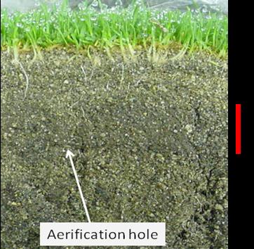 Figure 7. Buried thatch layer in a sand-based putting green.