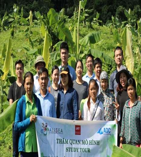 local commune on models Banana intercrop with