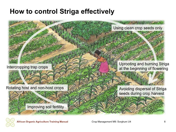 FALSE SEEDBED STRIGA CONTROL In case of low weed pressure, a single cultivation with the harrow may be enough, while in case of higher weed pressure, up to three consecutive passages at two weekly